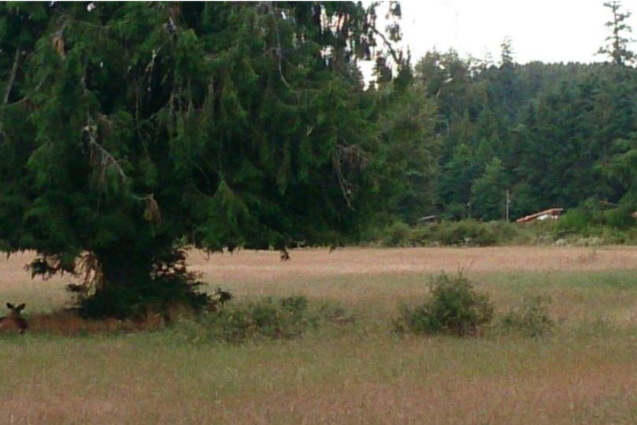 a large tree in a field